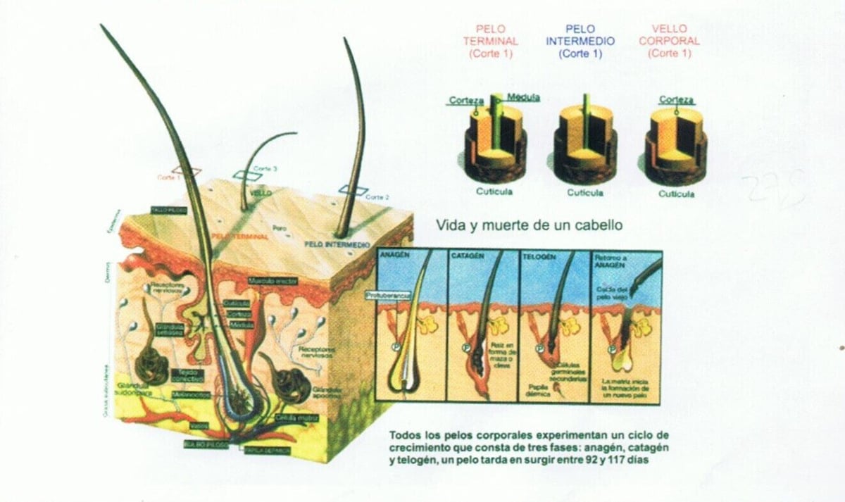 etapas-evolutivas-crecimiento-pelo